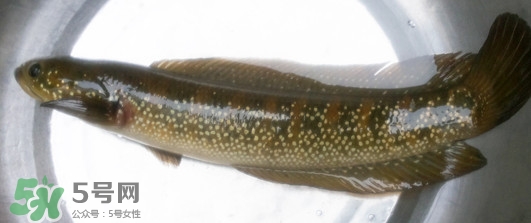 烏鱧魚多少錢一斤？烏鱧價(jià)格