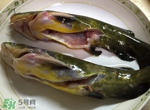 黃辣丁多少錢(qián)一斤？野生黃辣丁多少錢(qián)一斤