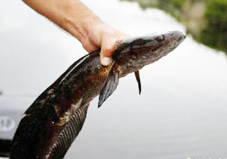 黑魚是發(fā)物嗎？黑魚是不是發(fā)物