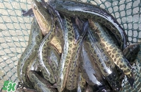 黑魚是什么魚？黑魚是鯰魚嗎