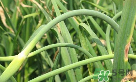 蒜薹是蒜長(zhǎng)出來的？蒜薹是大蒜長(zhǎng)出來的