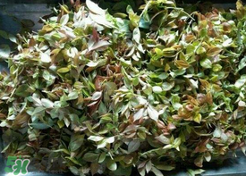 烏樹葉怎么做？烏樹葉怎么做好吃又簡(jiǎn)單？