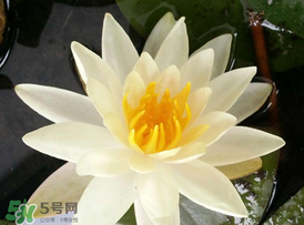 ?立夏是夏天嗎？?立夏是夏天的開(kāi)始嗎？