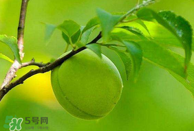 青梅不能和什么一起吃？青梅和什么相克？