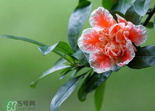 立夏開(kāi)什么花？立夏有什么花？