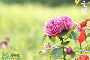 立夏開(kāi)什么花？立夏有什么花？
