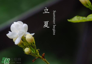 立夏開(kāi)什么花？立夏有什么花？