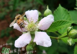 樹莓有毒嗎？樹莓有刺嗎？