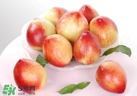 油桃什么時(shí)候成熟？油桃什么季節(jié)成熟