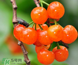 立夏嘗三新指的是什么？立夏嘗新活動