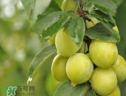 立夏嘗三新指的是什么？立夏嘗新活動