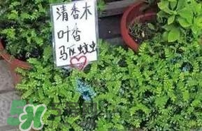 寶寶驅(qū)蚊產(chǎn)品哪個好？寶寶驅(qū)蚊用什么好？