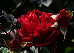 母親節(jié)可以送玫瑰花嗎？母親節(jié)送幾朵玫瑰花好？