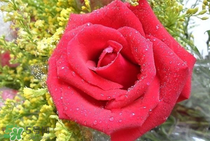 母親節(jié)可以送玫瑰花嗎？母親節(jié)送幾朵玫瑰花好？
