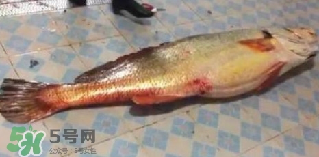天價(jià)魚賣出347萬 金錢鳘為什么這么貴？