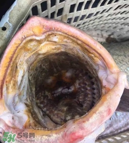 天價(jià)魚賣出347萬 金錢鳘為什么這么貴？