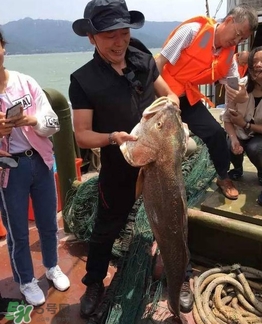 天價(jià)魚賣出347萬 金錢鳘為什么這么貴？