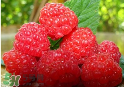 山莓多少錢(qián)一斤？為什么沒(méi)人種植山莓