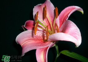 母親節(jié)可以送百合嗎？送母親百合花該送幾朵？