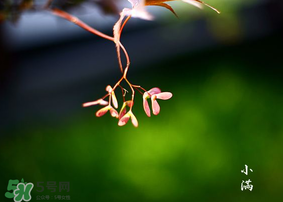 小滿是什么節(jié)氣？小滿是第幾個節(jié)氣？