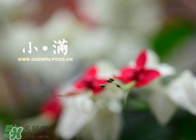 小滿是什么節(jié)氣？小滿是第幾個節(jié)氣？