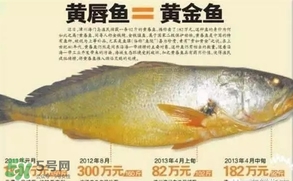 黃唇魚是黃花魚嗎？黃唇魚是黃魚嗎？
