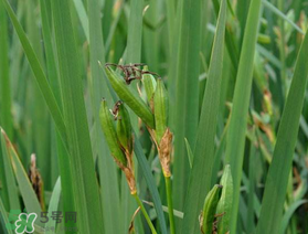 端午節(jié)為什么要掛菖蒲？端午節(jié)掛菖蒲的好處