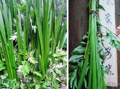 端午節(jié)為什么要掛菖蒲？端午節(jié)掛菖蒲的好處