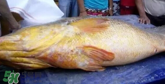 黃唇魚可以買賣嗎？黃唇魚買賣違法嗎？
