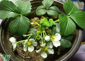 菠蘿莓種子哪里有賣？哪里能買得到菠蘿莓種子？