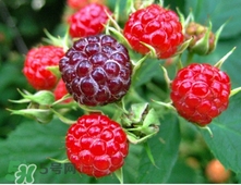 山莓多少錢(qián)一斤？為什么沒(méi)人種植山莓
