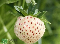 菠蘿莓種子哪里有賣？哪里能買得到菠蘿莓種子？