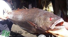 黃唇魚可以養(yǎng)殖嗎？黃唇魚能養(yǎng)殖嗎？