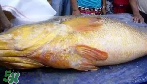 黃唇魚(yú)為什么那么貴？黃唇魚(yú)為什么這么貴