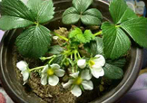 菠蘿莓種子哪里有賣？哪里能買得到菠蘿莓種子？