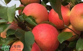 紅心蘋(píng)果多少錢(qián)一斤？紅肉蘋(píng)果價(jià)格
