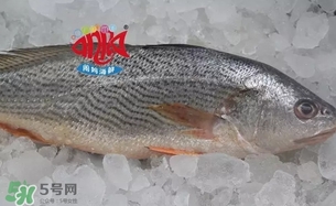 黃唇魚是黃花魚嗎？黃唇魚是黃魚嗎？