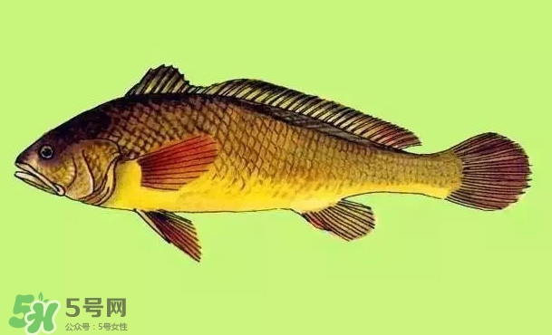 黃唇魚是黃花魚嗎？黃唇魚是黃魚嗎？