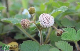 菠蘿莓種子哪里有賣？哪里能買得到菠蘿莓種子？