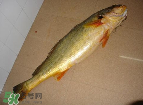 黃唇魚是什么魚？黃唇魚是淡水魚嗎