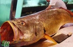 黃唇魚是什么魚？黃唇魚是淡水魚嗎