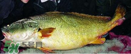 黃唇魚可以買賣嗎？黃唇魚買賣違法嗎？