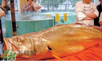 黃唇魚可以買賣嗎？黃唇魚買賣違法嗎？