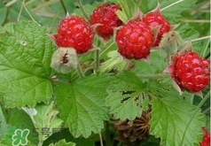 山莓多少錢(qián)一斤？為什么沒(méi)人種植山莓