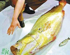 黃唇魚怎么做？黃唇魚怎么保存