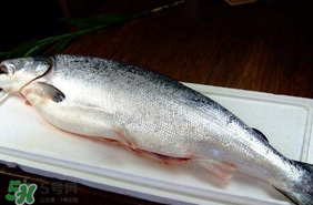 三文魚可以放多久？三文魚能放多久？