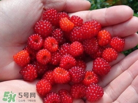 覆盆子哪里有賣？覆盆子多少錢一斤？