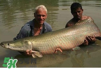 金錢鳘是什么魚？金錢鳘是淡水魚嗎？