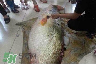 黃唇魚鰾是魚肚嗎？黃唇魚鰾是魚泡嗎
