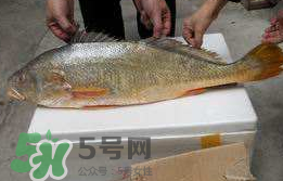 孕婦能吃金錢(qián)鱉嗎？懷孕期間能不能吃金錢(qián)鱉？